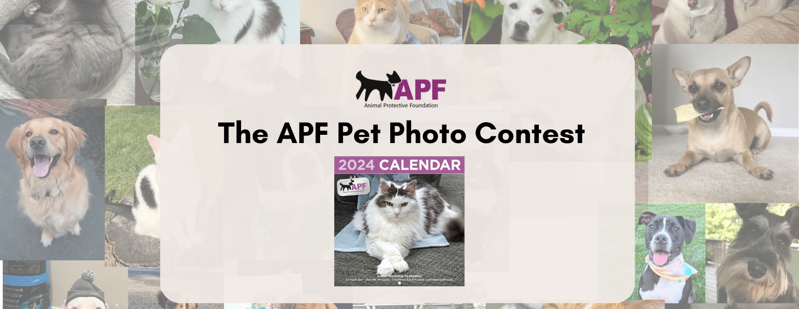 2025 Pet Calendar Photo Contest