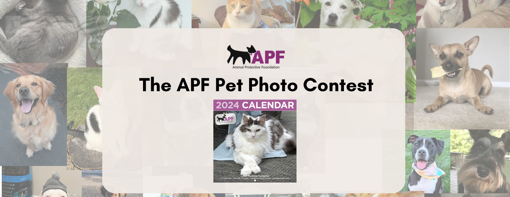 2024 APF Pet Calendar Photo Contest 2025 Pet Calendar Photo Contest